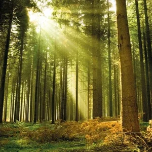 Evergreen Trees Mural